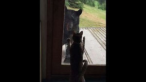 Quand un chat réussit à faire fuir un ours brun