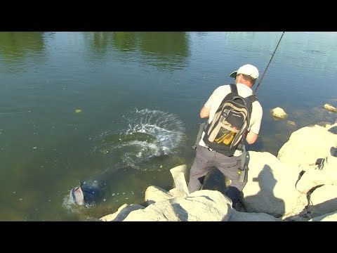 Pecanje soma na Savi - Slovenija kod Brežica | Fishing catfish in Slovenia