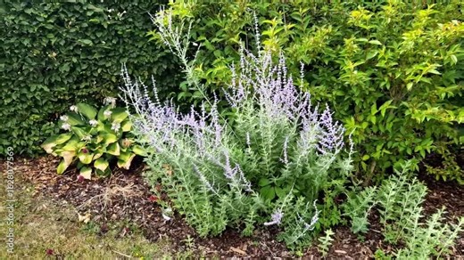 called Russian sage, is a flowering herbaceous perennial plant and subshrub. Although not previously a member of Salvia, the genus widely known as sage,