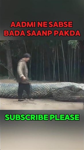 Aadmi ne sabse bada saanp pakda #shortvideo #shortfilm #shorts