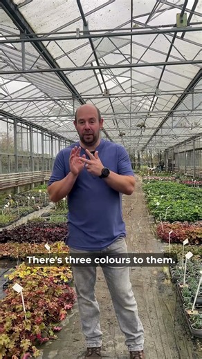 Climbing Geraniums: Shell’s product of the week!