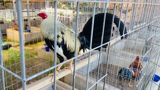 Brutus Grey Limp Bizkit Chicken: A Unique Breed