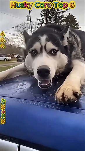 Drama Queens Of The Dog World! Top 6 Husky Moments 🎭 #husky #huskylife #huskydog