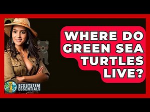 Where Do Green Sea Turtles Live? - Ecosystem Essentials