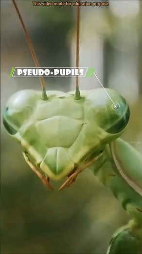 Mantis Eye Optical Illusion Explained #shorts