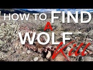 Who did it? Wolves Ate an Elk