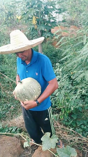 Harvesting Green Gourds in a Rural Setting