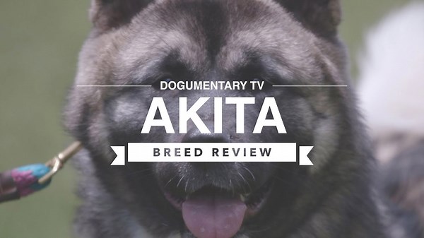 Akita breed review