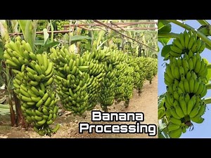 Amazing Process of Growing, How to Grow Banana to Harvest, Banana Farm
