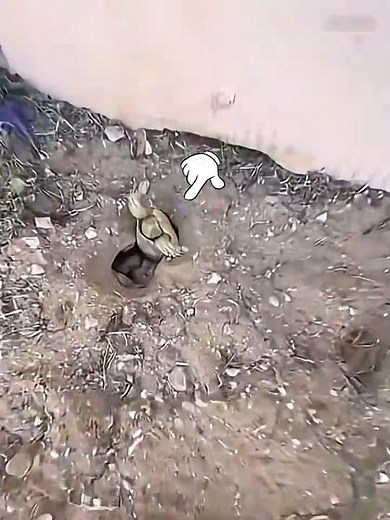 Man Saved Tiny Turtles 🐢💚✨