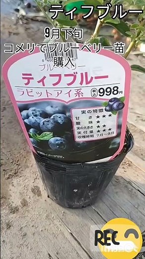 ティフブルーとはラビットアイ系ブルーベリー品種育てやすく高品質な果実を安定して収穫できる初心者からプロまで広く栽培され完熟した果実は甘みが強く酸味が中程度で香り良く食味はブルーベリーの中でも最高ランク