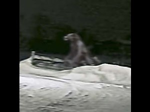 The Beast Of Bray Road Sighting Account October 31, 1999