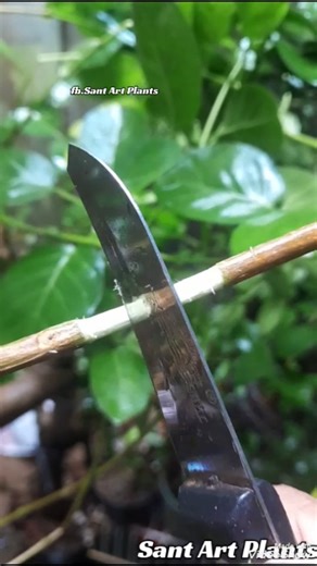 Sant Art on Instagram: "Easy Way to Propagate Plants 🌳 #bonsai #bonsaitree #craft #diy #fblifestyle"