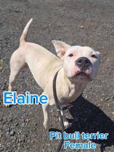9) Elaine’s Assessment From the behavior assessment:Elaine showed...