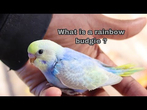Identifying A Rainbow Budgie