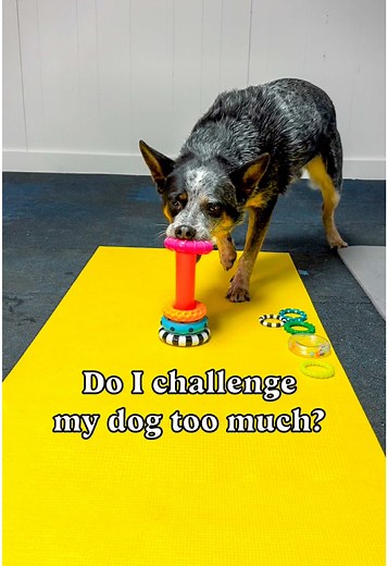 Mental Stimulation Activities for Blue Heeler Dogs