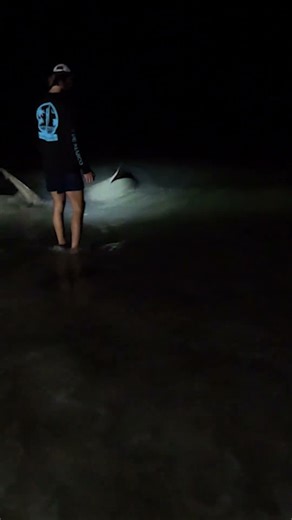 MASSIVE Bull Shark Caught Beach Fishing off of Marco Island Floirda #fishing #ocean #sea