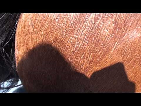 When your horse loves its butt scratched..