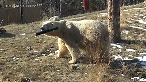 Calgary Zoo introduces new polar bear