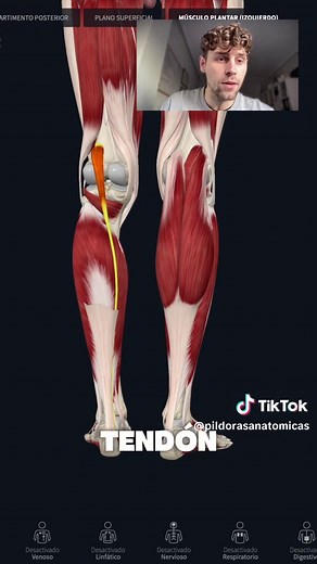 Músculos del pie: Flexor Largo y Tibial Posterior