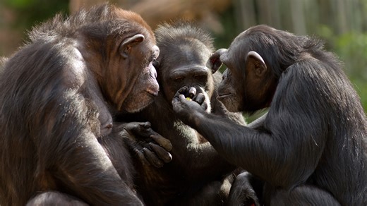 Michigan Court Rules Chimpanzees Don't Have Human Rights, Must Stay In Zoo