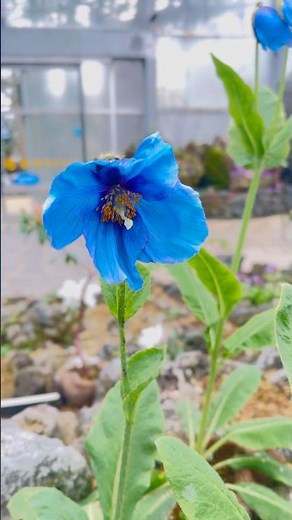 ＃高山植物室 にて #メコノプシス (#ヒマラヤの青いケシ)が開花しています。#咲くやこの花館 #咲くや開花情報 #植物園