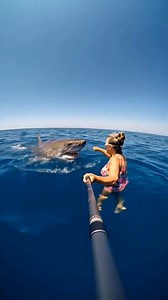 242K views · 984 reactions | It's a thrilling experience to swim with sharks. সাঁতার কাটতে এসে হাঙরের সাথে রোমাঞ্চকর অভিজ্ঞতা। #Amazing #challenge #swimming #beautiful #girls #highlights #sharks #follower | Sheikh Jalal | Facebook