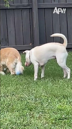 Where could it be? 🤣 #afv #dogs #funny #shorts