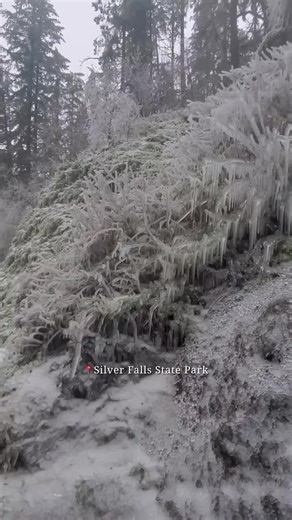 Throwback to this time last year at Silver Falls State Park! 🌲❄️ The winter time is the best time to visit waterfalls in the region as this is when the falls appear the most full and magical. Be careful visiting icy areas in the region and check the Oregon State Parks website for latest updates on trail statuses and road closures. Video: @jasminroberson #TravelSalem #SalemIsMOPO