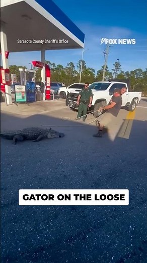 GATOR GRAB: Deputies wrangle a massive 10-foot alligator outside a 7-Eleven #shorts #foxnews #news
