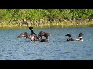 Loon Tremolos