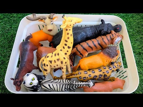 Giraffe Guides You to the Wild Zoo | Learn All About Animals - Preschool Educational video