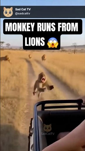Monkey Runs From Lions… And Jumps Into a Moving Safari Car to Survive! 😱