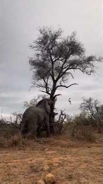 How Elephants Secretly Protect Entire Forests 🐘🌳 #short #youtube #Elephants #WildlifeFacts #Nature