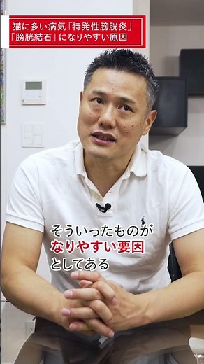＼猫の専門医が1分で解説／猫に多い病気「特発性膀胱炎」「膀胱結石」原因とケアポイント