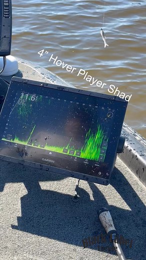 The Black Label Hover Player Shad is absolutely the closest thing one can get to mother nature herself when looking for a soft plastic bait that matches a shad. Modeled with very appealing lifelike detail and a large shad-shaped tail, the Hover Player Shad is about as realistic as you can get in a soft bait. Starting with a very realistic head profile that is just wide enough to carry a jighead, the Hover Player flows into a beautifully scaled life-like body that not only looks like a shad but e