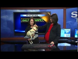 Pet of the Week: Sly