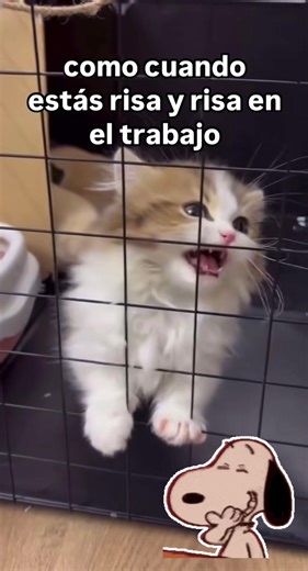 Videos de Edmundo Juarez (@robotech_mexico) con “เสียงต้นฉบับ - Rinrisa..Min”