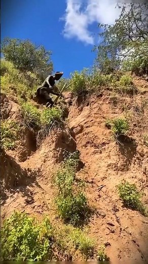 The Most Incredible Hunting Skill You’ve Ever Seen! #wildlife #shorts