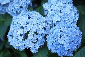 Endless Summer® Hydrangea vs. BloomStruck®: What's the Difference?