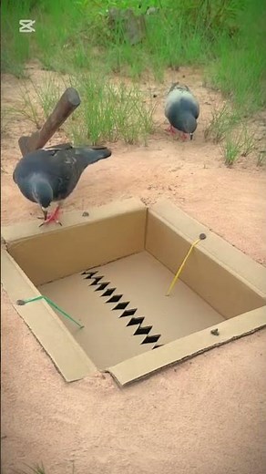 How to make a bird trap #wildliferescue #animaltrap #birdtrap #farming