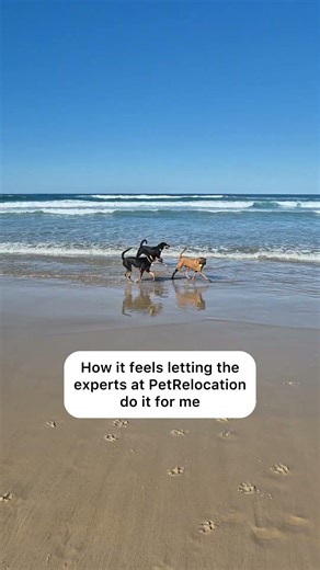 If planning a pet relocation feels like chaos...