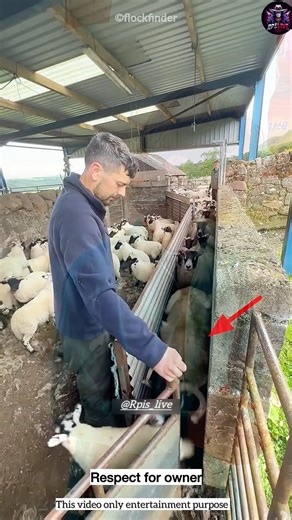 Sheep Tried to Trick the Shepherd 😱#funny #chinesedrama #funny youtubeshorts #cdrama #doonakdrama