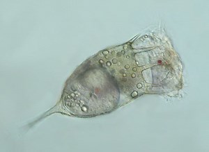 Keratella cochlearis - Alchetron, The Free Social Encyclopedia