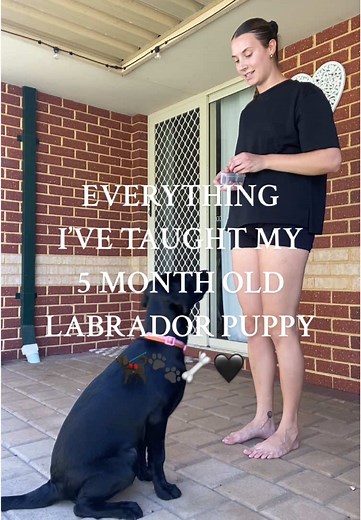 So proud of her 😭🖤 you can watch my follow up video here 👉🏼@Rosie Beard #labrador #blacklabrador #blacklabradorpuppy #puppytraining #dogsoftiktok #fyp