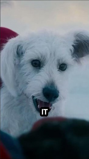 Learn All About Krypto, Superman's Superdog