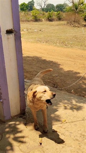 Labrador retriever🤬🐕❤️ #barking #part 94