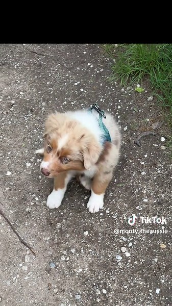 Da war ich noch klein. #aussie #australianshepherd #welpe #fyp #fürdich #hund #hundeauftiktok