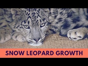 Snow Leopard Ling Xiaozhe’s Miracle Recovery After Three Months Found
