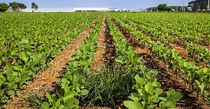 Dicamba no Brasil? Veja o que a pesquisa já testou e deve recomendar